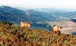 Betisos, cows who are free in the mountain